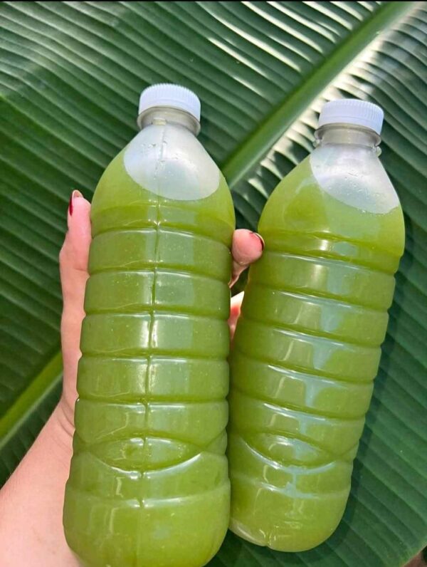 Jugo de chaya